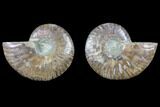 Cut & Polished Ammonite Fossil - Agatized #82270-1